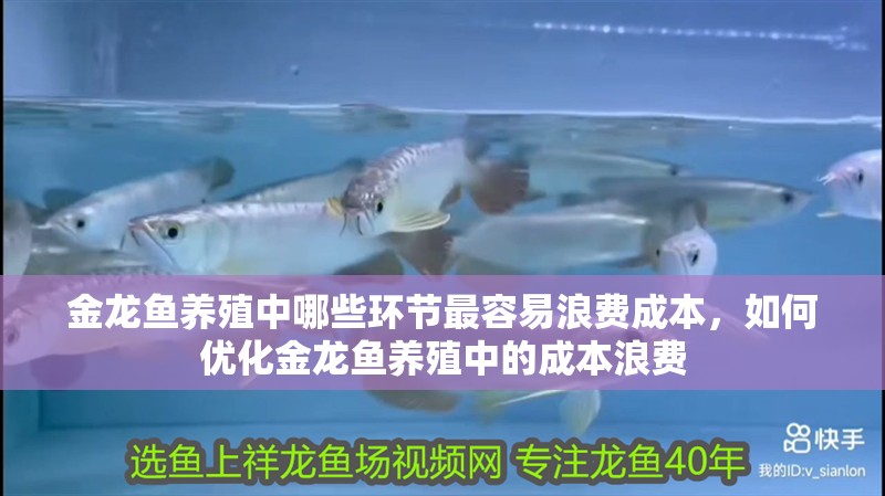 金龍魚養殖中哪些環節最容易浪費成本，如何優化金龍魚養殖中的成本浪費 金龍魚養殖中哪些環節最容易浪費成本，如何優化金龍魚養殖中的成本浪費 龍魚百科