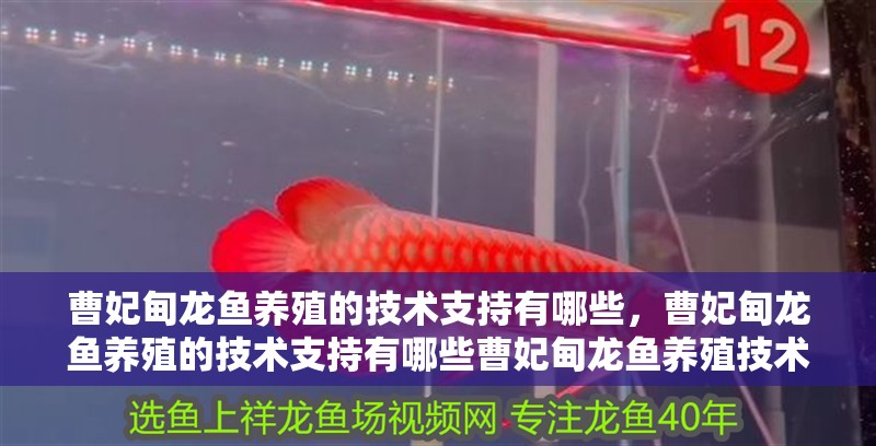 <strong><mark>曹妃甸</mark></strong>龍魚養殖的技術支持有哪些，<strong><mark>曹妃甸</mark></strong>龍魚養殖的技術支持有哪些<strong><mark>曹妃甸</mark></strong>龍魚養殖技術支持