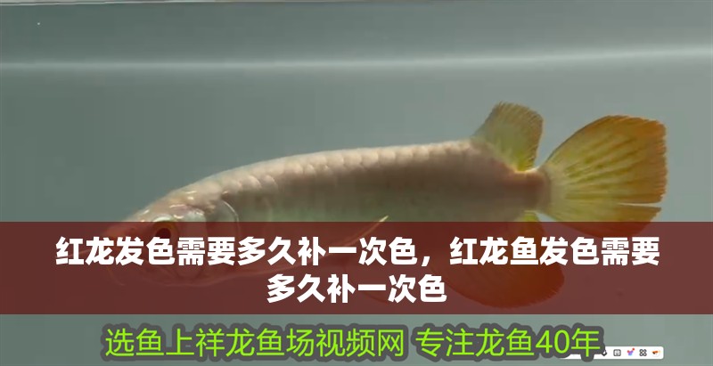 紅龍發色需要多久補一次色，紅龍魚發色需要多久補一次色