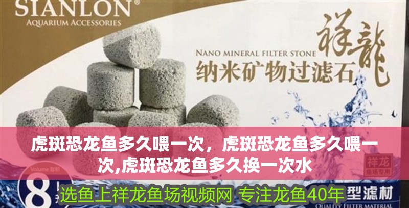 虎斑恐龍魚多久喂一次，虎斑恐龍魚多久喂一次,虎斑恐龍魚多久換一次水