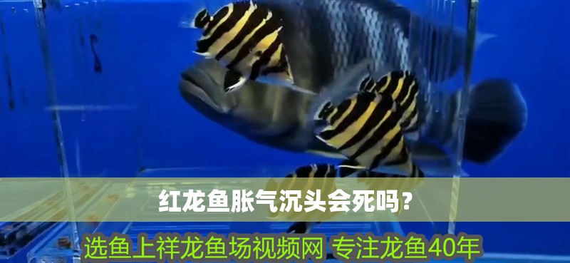 紅龍魚脹氣沉頭會死嗎？