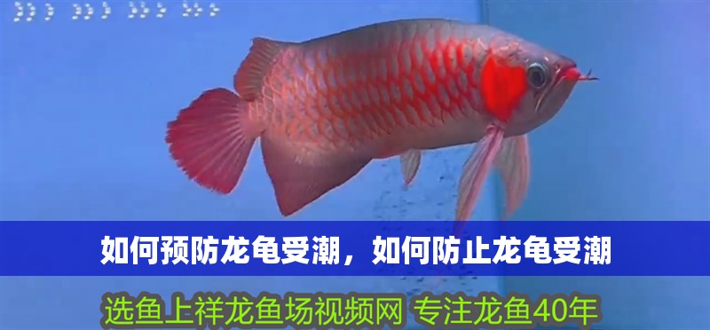 如何預(yù)防龍龜受潮，如何防止龍龜受潮 如何預(yù)防龍龜受潮，如何防止龍龜受潮 龍魚百科