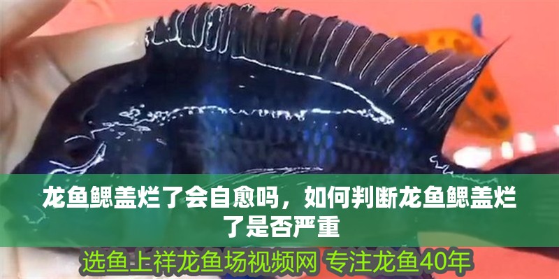 龍魚鰓蓋爛了會自愈嗎，如何判斷龍魚鰓蓋爛了是否嚴重 龍魚鰓蓋爛了會自愈嗎，如何判斷龍魚鰓蓋爛了是否嚴重 龍魚百科