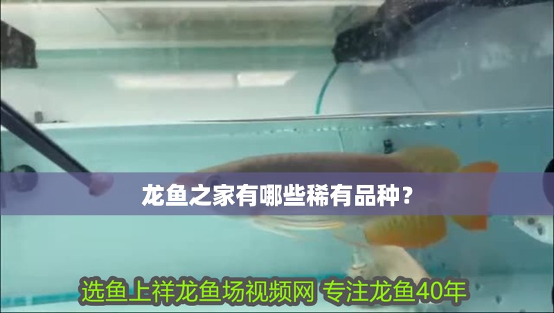 龍魚之家有哪些稀有品種？ 龍魚之家有哪些稀有品種？ 龍魚百科