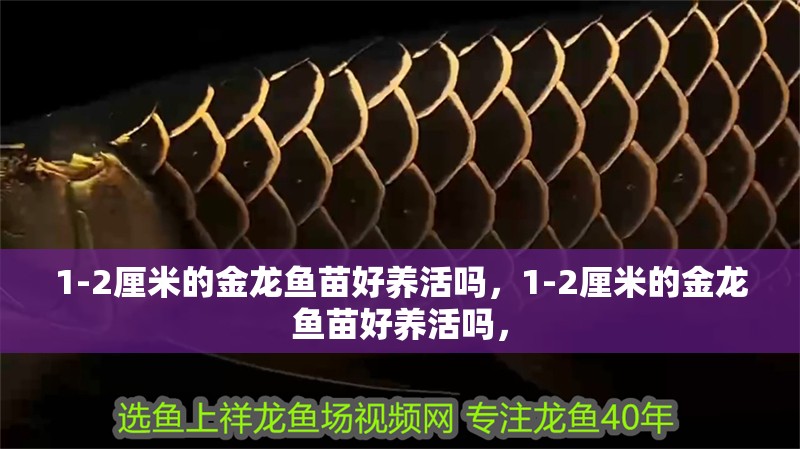 1-2厘米的金龍魚苗好養活嗎，1-2厘米的金龍魚苗好養活嗎，