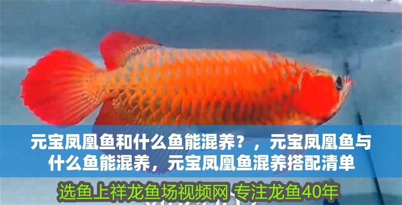 元寶鳳凰魚和什么魚能混養？，元寶鳳凰魚與什么魚能混養，元寶鳳凰魚混養搭配清單