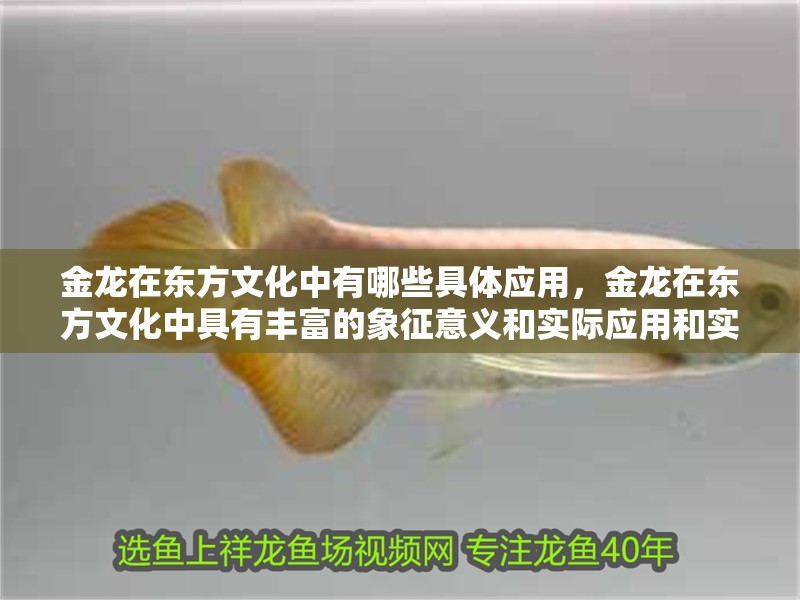 金龍在東方文化中有哪些具體應用，金龍在東方文化中具有豐富的象征意義和實際應用和實際應用