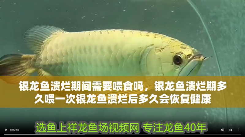 銀龍魚潰爛期間需要喂食嗎，銀龍魚潰爛期多久喂一次銀龍魚潰爛后多久會恢復健康 銀龍魚潰爛期間需要喂食嗎，銀龍魚潰爛期多久喂一次銀龍魚潰爛后多久會恢復健康 龍魚百科