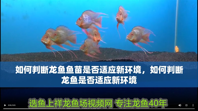 如何判斷龍魚魚苗是否適應新環境，如何判斷龍魚是否適應新環境