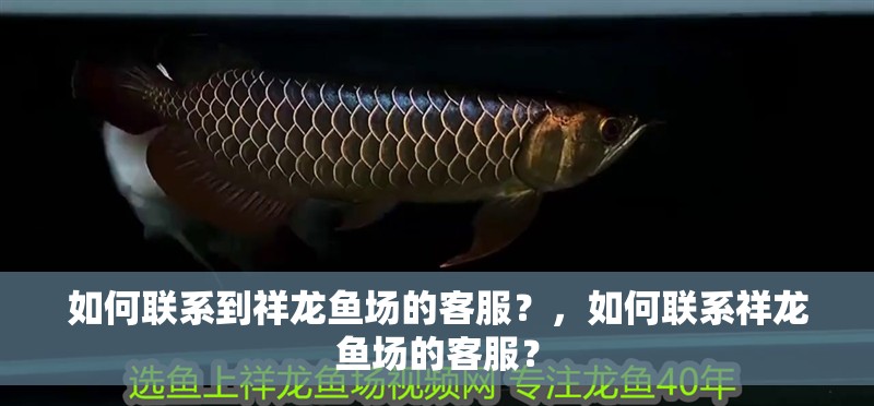 如何聯系到祥龍魚場的客服？，如何聯系祥龍魚場的客服？ 如何聯系到祥龍魚場的客服？，如何聯系祥龍魚場的客服？ 龍魚百科