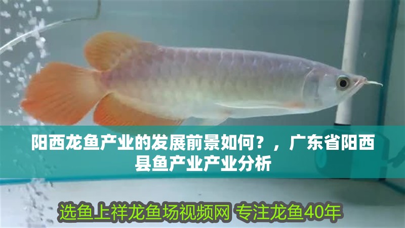 陽西龍魚產業的發展前景如何？，廣東省陽西縣魚產業產業分析