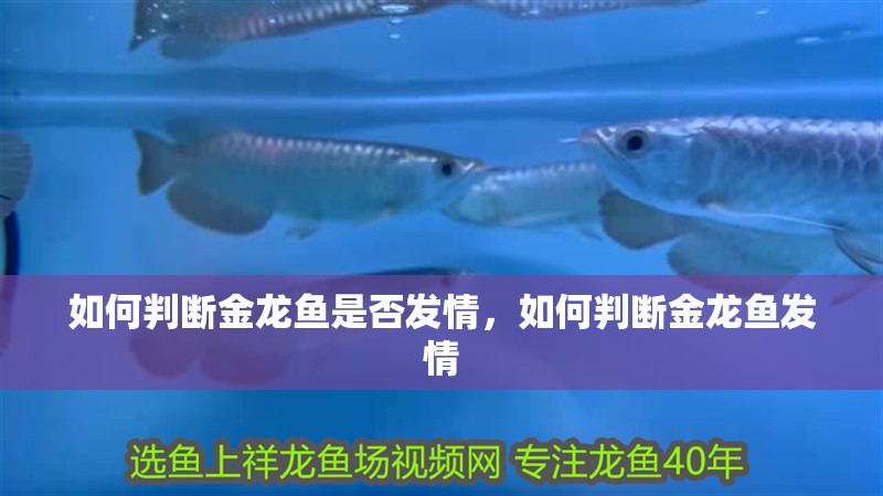 如何判斷金龍魚(yú)是否發(fā)情，如何判斷金龍魚(yú)發(fā)情