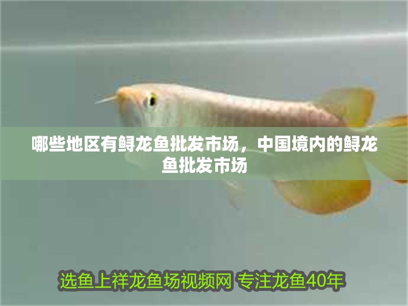 哪些地區有鱘龍魚批發市場，中國境內的鱘龍魚批發市場