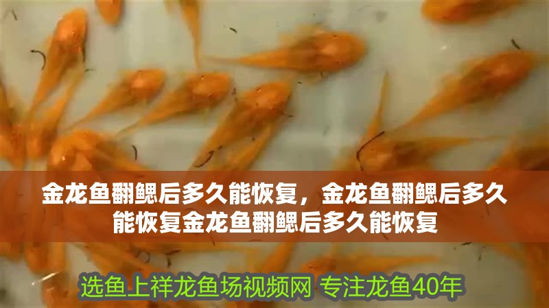 金龍魚翻鰓后多久能恢復，金龍魚翻鰓后多久能恢復金龍魚翻鰓后多久能恢復