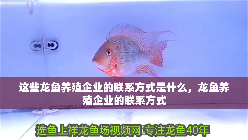 這些龍魚養(yǎng)殖企業(yè)的聯(lián)系方式是什么，龍魚養(yǎng)殖企業(yè)的聯(lián)系方式