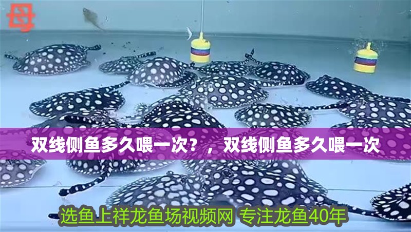 雙線側魚多久喂一次？，雙線側魚多久喂一次