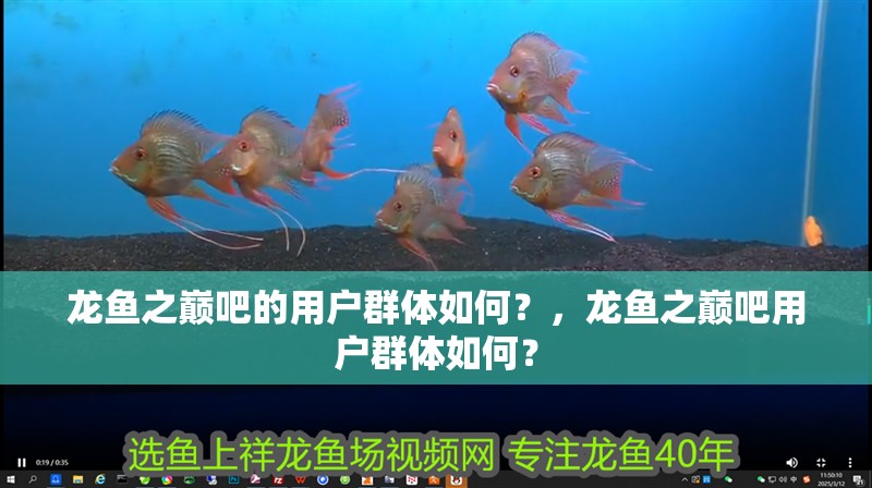 龍魚之巔吧的用戶群體如何？，龍魚之巔吧用戶群體如何？
