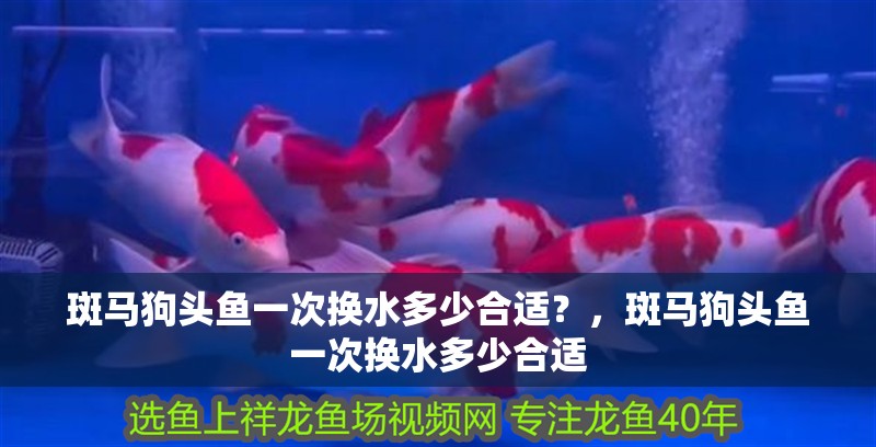 斑馬狗頭魚一次換水多少合適？，斑馬狗頭魚一次換水多少合適