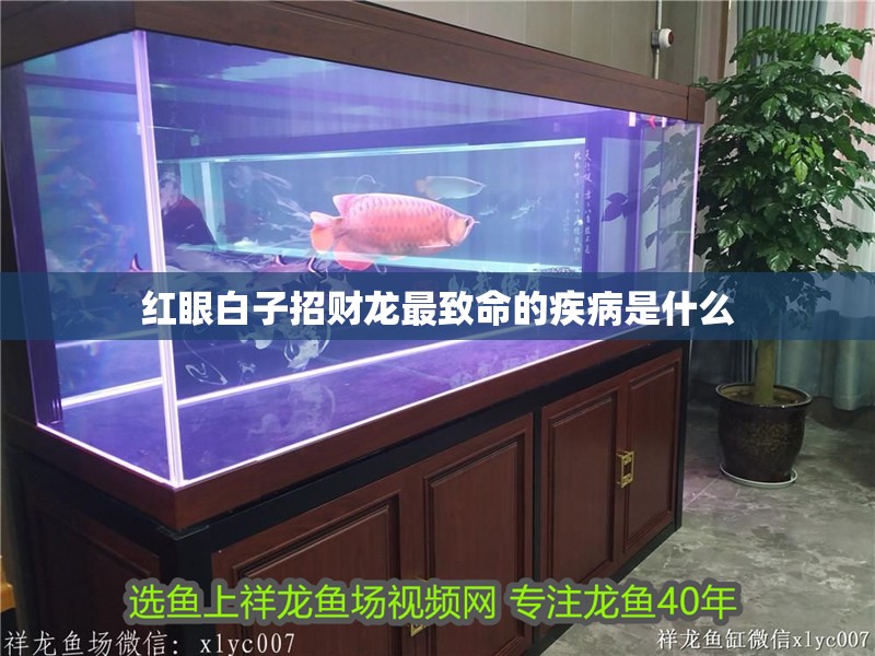紅眼白子招財(cái)龍最致命的疾病是什么