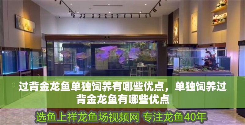 過(guò)背金龍魚(yú)單獨(dú)飼養(yǎng)有哪些優(yōu)點(diǎn)，單獨(dú)飼養(yǎng)過(guò)背金龍魚(yú)有哪些優(yōu)點(diǎn)