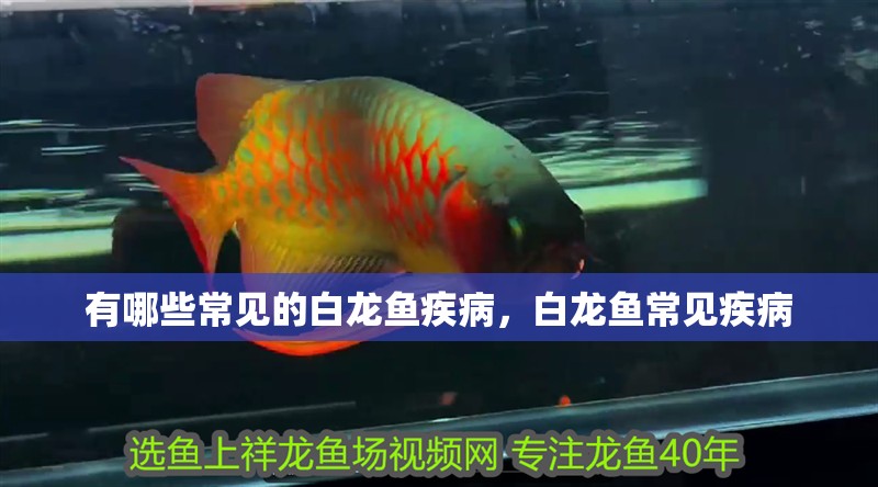 有哪些常見的白龍魚疾病，白龍魚常見疾病 有哪些常見的白龍魚疾病，白龍魚常見疾病 龍魚百科