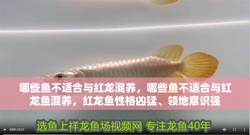 哪些魚不適合與紅龍混養，哪些魚不適合與紅龍魚混養，紅龍魚性格兇猛、領地意識強