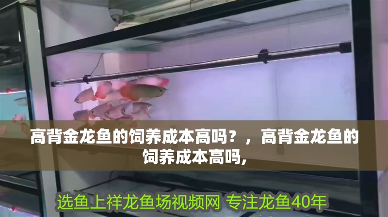 高背金龍魚的飼養成本高嗎？，高背金龍魚的飼養成本高嗎, 高背金龍魚的飼養成本高嗎？，高背金龍魚的飼養成本高嗎, 龍魚百科