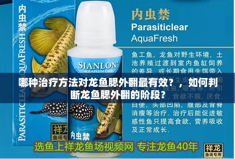 哪種治療方法對龍魚腮外翻最有效？，如何判斷龍魚腮外翻的階段？