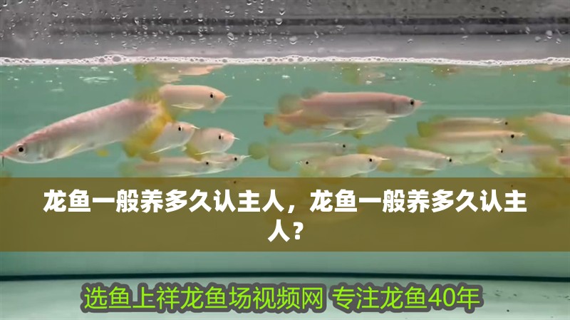龍魚一般養(yǎng)多久認主人，龍魚一般養(yǎng)多久認主人？