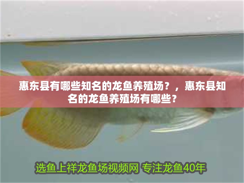 惠東縣有哪些知名的龍魚養殖場？，惠東縣知名的龍魚養殖場有哪些？ 惠東縣有哪些知名的龍魚養殖場？，惠東縣知名的龍魚養殖場有哪些？ 龍魚百科