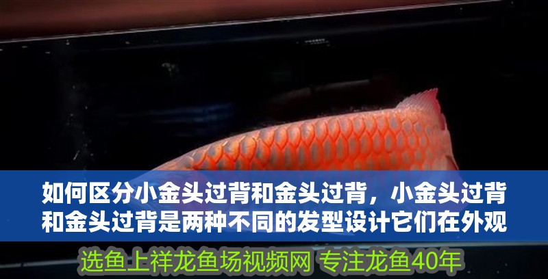 如何區分小金頭過背和金頭過背，小金頭過背和金頭過背是兩種不同的發型設計它們在外觀上有明顯區別