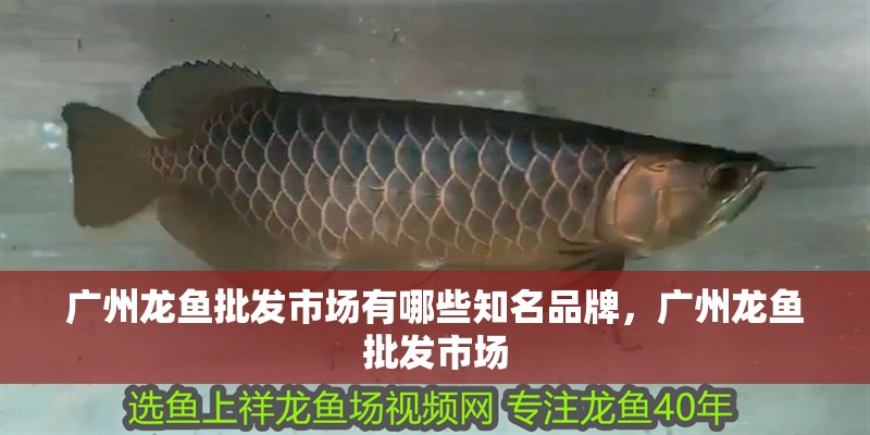 廣州龍魚批發市場有哪些知名品牌，廣州龍魚批發市場