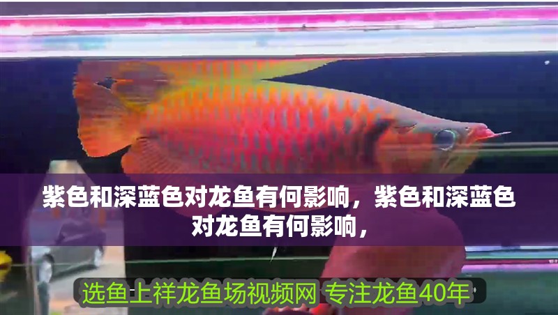 紫色和深藍色對龍魚有何影響，紫色和深藍色對龍魚有何影響，