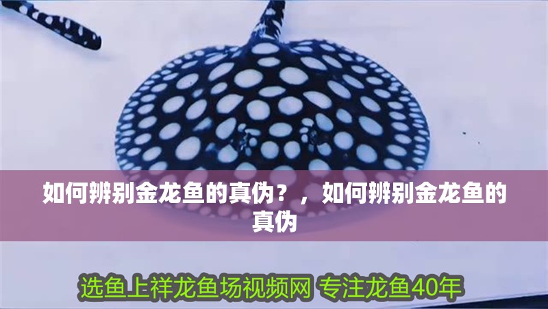 如何辨別金龍魚的真偽？，如何辨別金龍魚的真偽