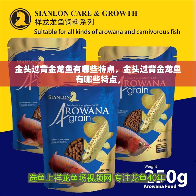 金頭過背金龍魚有哪些特點，金頭過背金龍魚有哪些特點， 金頭過背金龍魚有哪些特點，金頭過背金龍魚有哪些特點， 龍魚百科