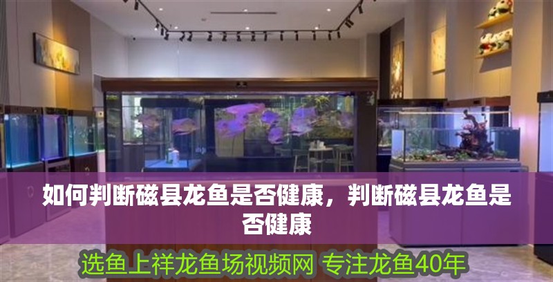 如何判斷磁縣龍魚是否健康，判斷磁縣龍魚是否健康 如何判斷磁縣龍魚是否健康，判斷磁縣龍魚是否健康 龍魚百科