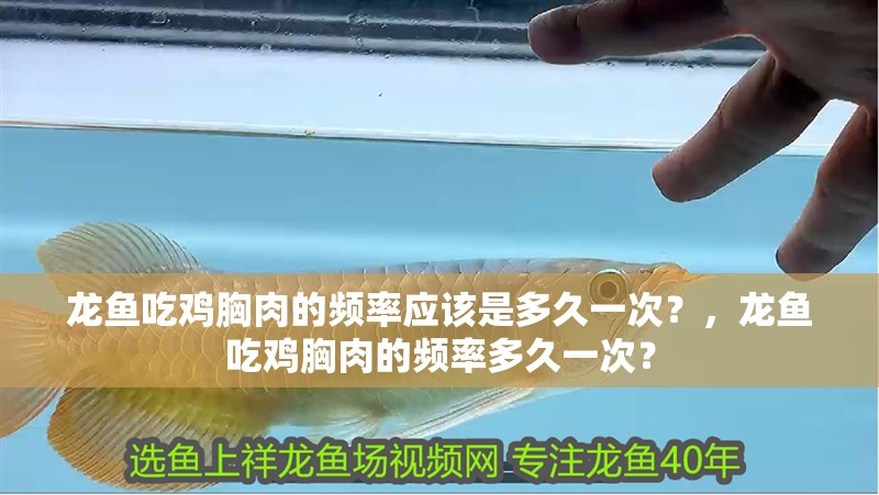 龍魚吃雞胸肉的頻率應該是多久一次？，龍魚吃雞胸肉的頻率多久一次？