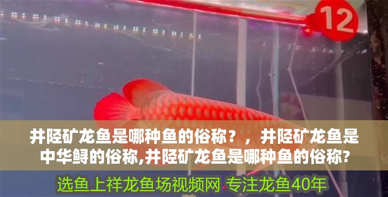 井陘礦龍魚是哪種魚的俗稱？，井陘礦龍魚是中華鱘的俗稱,井陘礦龍魚是哪種魚的俗稱?