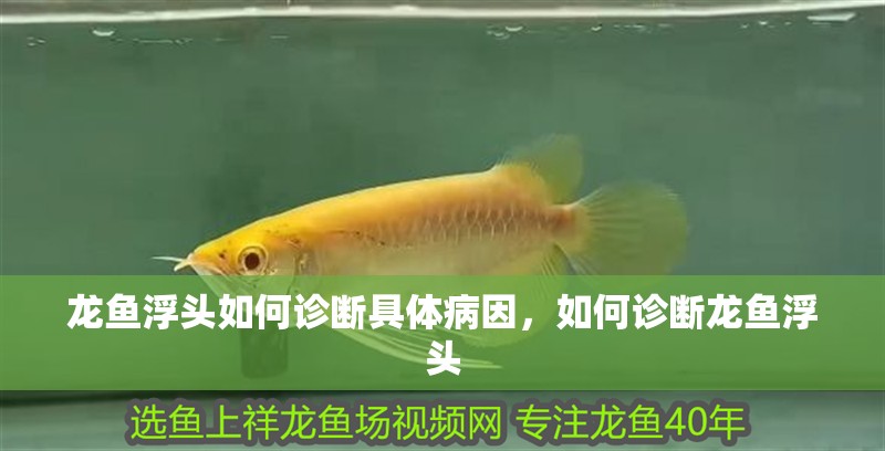 龍魚浮頭如何診斷具體病因，如何診斷龍魚浮頭 龍魚浮頭如何診斷具體病因，如何診斷龍魚浮頭 龍魚百科