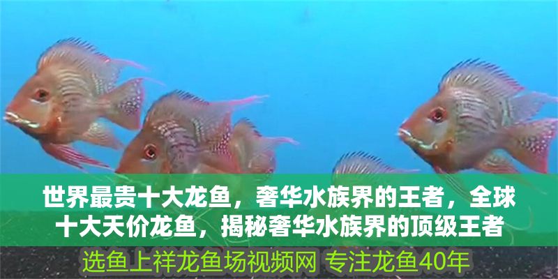 世界最貴十大龍魚，奢華水族界的王者，全球十大天價(jià)龍魚，揭秘奢華水族界的頂級(jí)王者