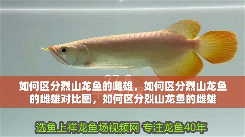 如何區分烈山龍魚的雌雄，如何區分烈山龍魚的雌雄對比圖，如何區分烈山龍魚的雌雄