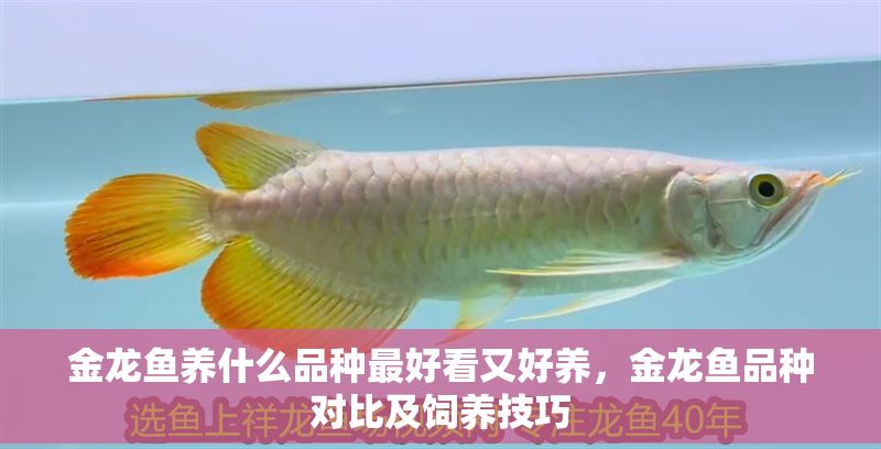 金龍魚養什么品種最好看又好養，金龍魚品種對比及飼養技巧