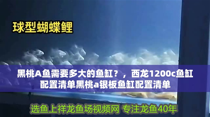 我的虎魚真菌感染了要怎么處理 黑桃A魚需要多大的魚缸?,西龍1200c魚缸配置清單黑桃a銀板魚缸配置清單 龍魚百科 黑桃A魚需要多大的魚缸?,西龍1200c魚缸配置清單黑桃a銀板魚缸配置清單 黑桃A魚需要多大的魚缸?,西龍1200c魚缸配置清單黑桃a銀板魚缸配置清單 龍魚百科