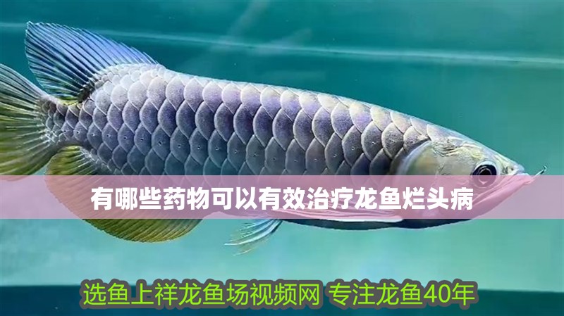 有哪些藥物可以有效治療龍魚爛頭病 有哪些藥物可以有效治療龍魚爛頭病 龍魚百科