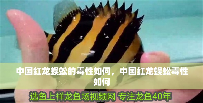 中國紅龍蜈蚣的毒性如何，中國紅龍蜈蚣毒性如何