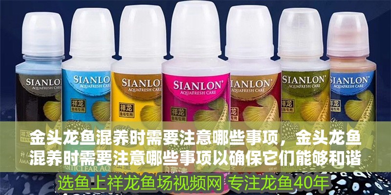 金頭龍魚混養時需要注意哪些事項，金頭龍魚混養時需要注意哪些事項以確保它們能夠和諧共處 金頭龍魚混養時需要注意哪些事項，金頭龍魚混養時需要注意哪些事項以確保它們能夠和諧共處 龍魚百科
