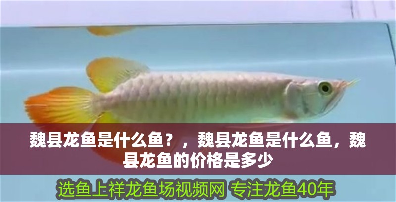 魏縣龍魚是什么魚？，魏縣龍魚是什么魚，魏縣龍魚的價格是多少