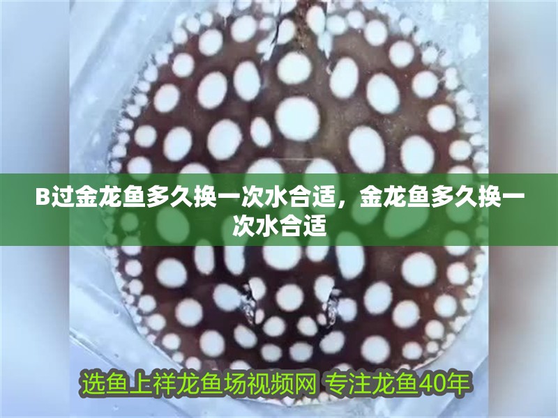 B過金龍魚多久換一次水合適，金龍魚多久換一次水合適
