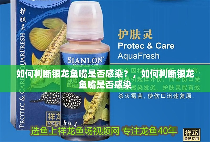 如何判斷銀龍魚嘴是否感染？，如何判斷銀龍魚嘴是否感染