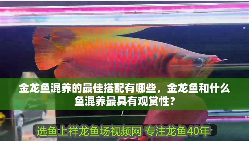 金龍魚(yú)混養(yǎng)的最佳搭配有哪些，金龍魚(yú)和什么魚(yú)混養(yǎng)最具有觀賞性？ 金龍魚(yú)混養(yǎng)的最佳搭配有哪些，金龍魚(yú)和什么魚(yú)混養(yǎng)最具有觀賞性？ 龍魚(yú)百科